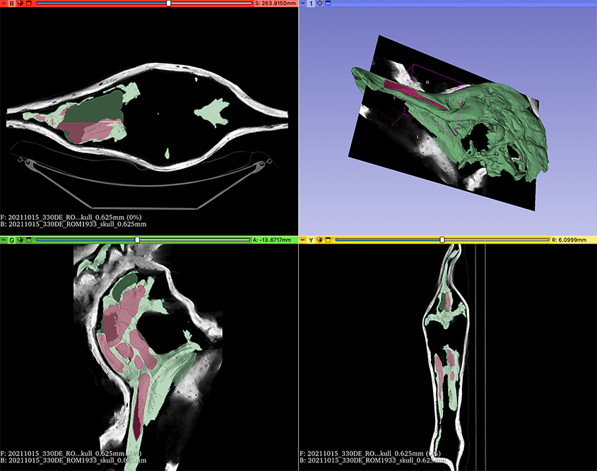 Slicer3D_CT_Scan_segmentation_of_Corythosaurus_ROM 1933