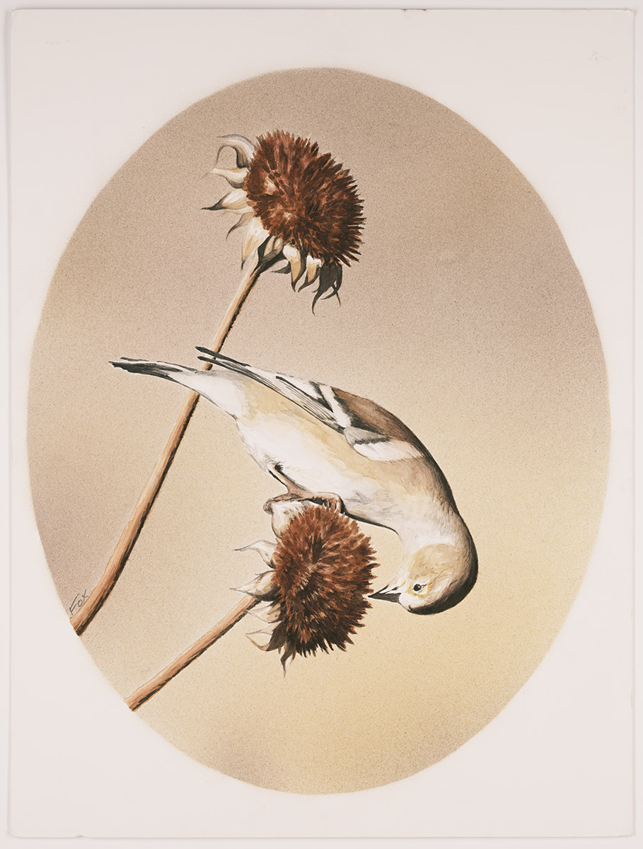 Sean Fox - Golden Finch painting