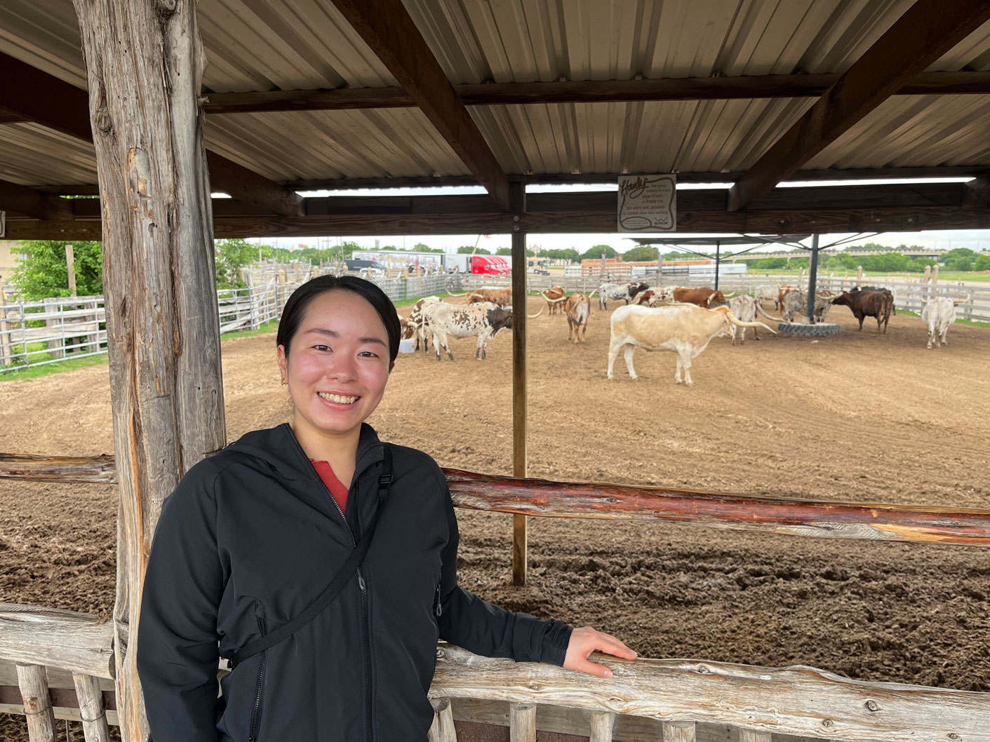 Visiting scholar Mutsumi Okabe in Fort Worth posing with longhorns.