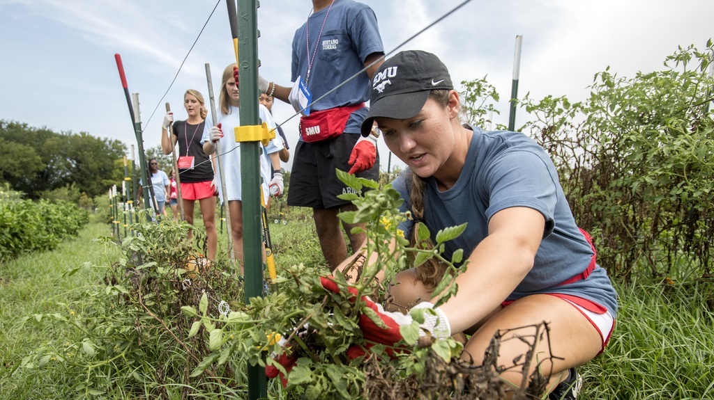 Students pulling weeds at park Carnegie Classification