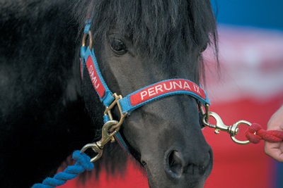 SMU Peruna live mascot, a black pony