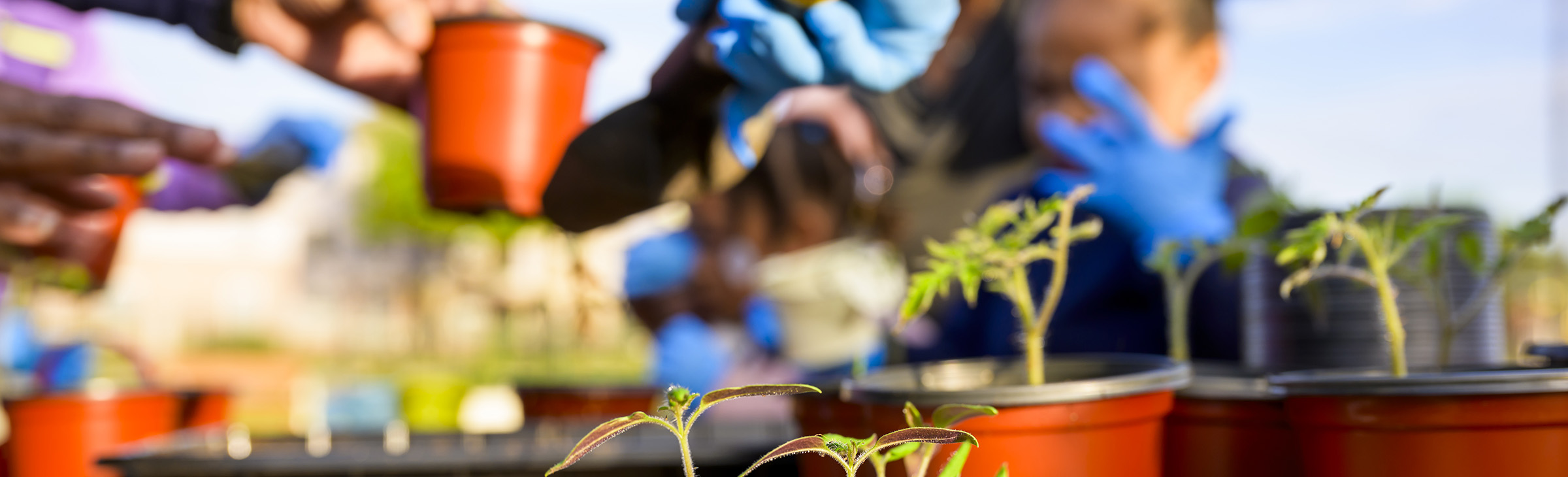 West Dallas STEM School science in the garden March family learning hub.