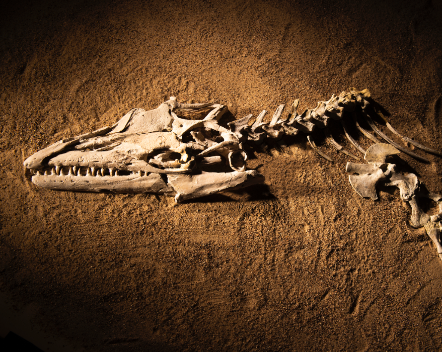 Seamonsters Unearthed