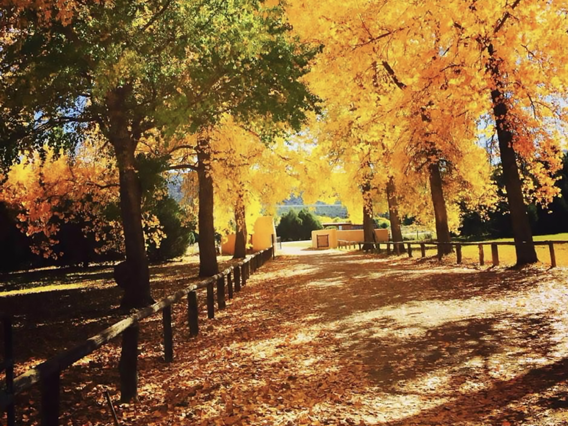 Leaves turn gold on an SMU-in-Taos path