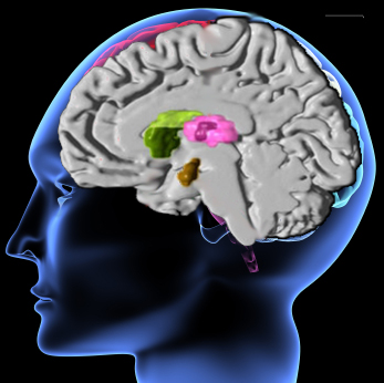 Brain Scans for Gulf War Syndrome
