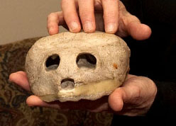 cretaceous sea turtle skull