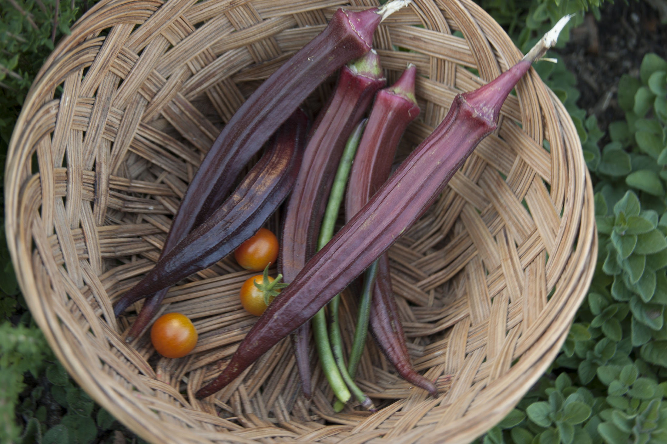 Vegetables from SMU's Community Garden