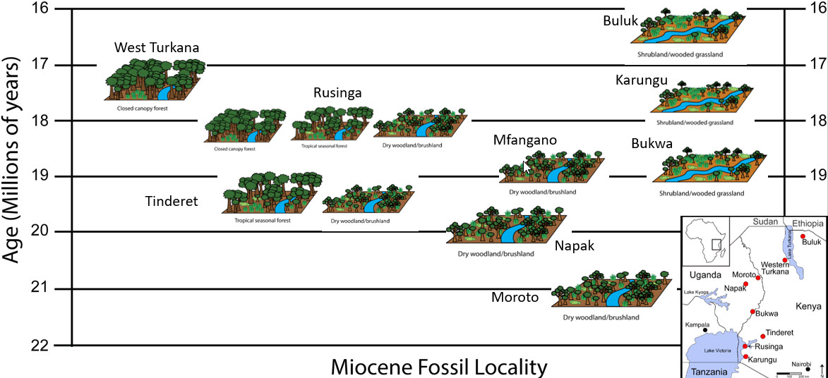 Diagram depicting the paleoenvironmental reconstructions for the nine Early Miocene fossil sites analyzed in the study.